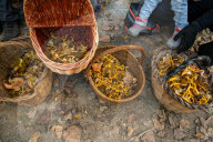 Ribes de Fresser_Barcelona_Record mushroom season in Catalonia