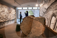 Sycamore Gap tree exhibition opens to mark a year since its felling