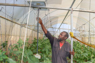 High tech, high yields? The Kenyan farmers deploying AI to increase productivity