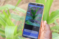 High tech, high yields? The Kenyan farmers deploying AI to increase productivity