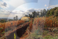 High tech, high yields? The Kenyan farmers deploying AI to increase productivity