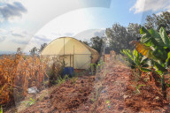 High tech, high yields? The Kenyan farmers deploying AI to increase productivity