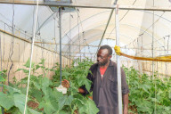High tech, high yields? The Kenyan farmers deploying AI to increase productivity