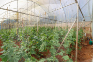 High tech, high yields? The Kenyan farmers deploying AI to increase productivity