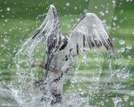 FEATURE - SN_FISHER_SPLASH_01