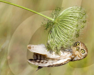 FEATURE - SN_ACROBATICS_FOR_BUGS_01