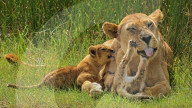 FEATURE - SN_TENDER_CUB_MOMENTS_01