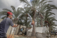 Dates harvest in Gaza
