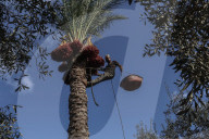 Dates harvest in Gaza