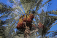 Dates harvest in Gaza