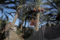 Dates harvest in Gaza