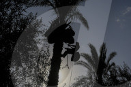 Dates harvest in Gaza