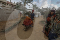 Dates harvest in Gaza