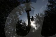Dates harvest in Gaza