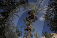 Dates harvest in Gaza