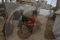 Dates harvest in Gaza