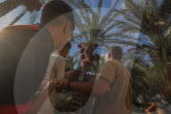 Dates harvest in Gaza