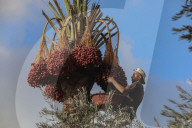 Dates harvest in Gaza