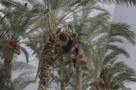 Dates harvest in Gaza