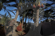 Dates harvest in Gaza
