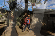 Dates harvest in Gaza