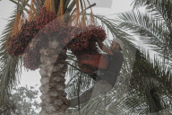 Dates harvest in Gaza