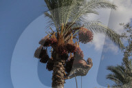Dates harvest in Gaza