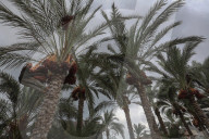 Dates harvest in Gaza