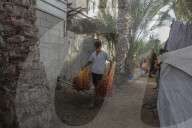 Dates harvest in Gaza