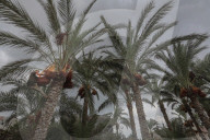 Dates harvest in Gaza