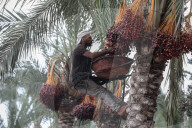 Dates harvest in Gaza