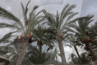 Dates harvest in Gaza