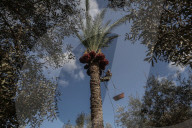 Dates harvest in Gaza