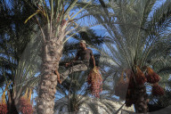 Dates harvest in Gaza