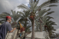 Dates harvest in Gaza