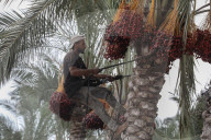 Dates harvest in Gaza