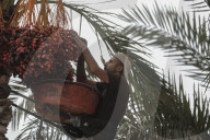 Dates harvest in Gaza