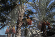 Dates harvest in Gaza