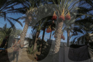 Dates harvest in Gaza