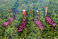 FEATURE - SN_PINK_WATERLILLIES_01