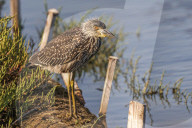 FEATURE - SN_SHOOTING_UP_HERON_01