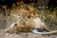 FEATURE - SN_CUDDLING_CUBS_01