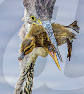 FEATURE - SN_HERON_DUCKLING_01