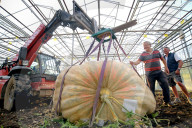 FEATURE - SN_PUMPKIN_WEIGH_IN_01