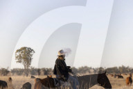 'I lost my phone in the first week': a new generation of drovers in outback Queensland