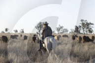 'I lost my phone in the first week': a new generation of drovers in outback Queensland