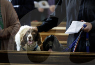 Arundel Animal Blessing Service in Arundel, UK.