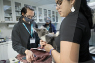 Stray cats and dogs brought into Broward Humane Society ahead of Hurricane Milton