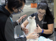 Stray cats and dogs brought into Broward Humane Society ahead of Hurricane Milton