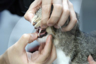 Stray cats and dogs brought into Broward Humane Society ahead of Hurricane Milton